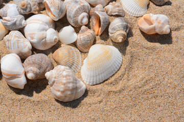 Poster - Many beautiful sea shells on sand, closeup