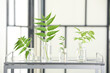 Laboratory glassware with plants on metal table