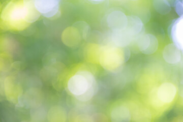 blurred green natural background and texture for graphic design.