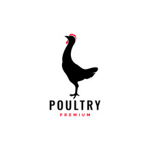 Poultry Young Rooster Silhouette Modern Logo Design Vector