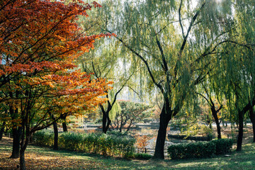 Canvas Print - Yeouido park green forest in Seoul, Korea