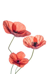 Wall Mural - Bouquet of red poppies isolated on white background.