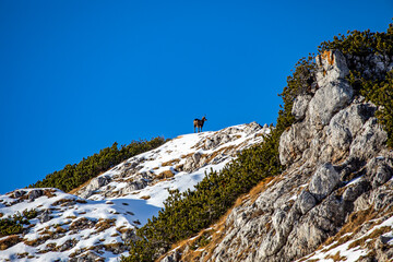 Chamois in Julian alps, Slovenia	