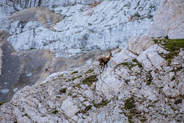 Chamois in Julian alps, Slovenia	