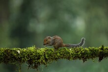 Indian Palm Squirrels Having Food With Beautiful Background. This View Would Be Photographers Paradise 
