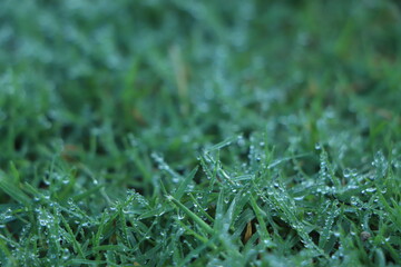 Wall Mural - Fresh green grass with water drops