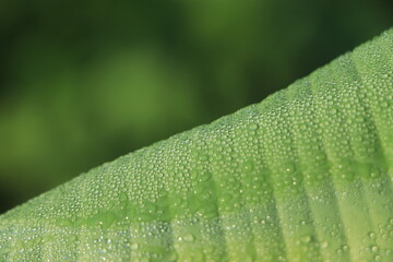 Wall Mural - banana leaf with water drops