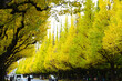 銀杏の並木、東京外苑、秋の彩り
