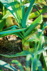 Poster - Ripe leek plant (Allium Porrum) growing in garden bed.