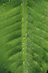 Wall Mural - Banana leaf with water drops