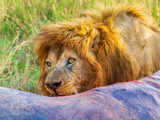 Canvas Print - Male lion eating from a kill on the savanna