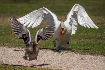 Wall Mural - Höckerschwan (Cygnus olor)