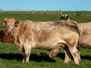 Wall Mural - cows in a field, mixed breed