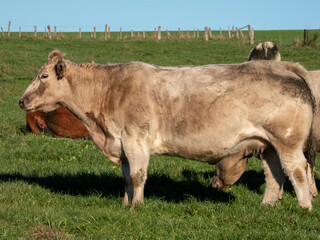 Wall Mural - cows in a field on a sunny autumn day