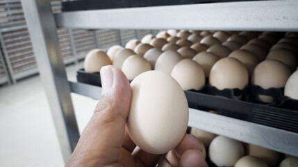 Wall Mural - Quality Control check the eggs sell quality for hatching.