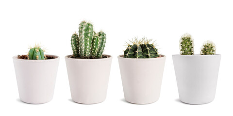 Sticker - Potted cacti isolated