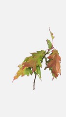 Wall Mural - Time lapse of drying fall colors Acer tree leaves isolated on white background, vertical orientation