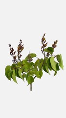 Wall Mural - Time lapse of dying Lilac tree leaves (Syringa vulgaris) isolated on white background, vertical orientation