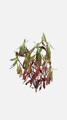 Wall Mural - Time lapse of resurrection red-green Rhododendron leaves isolated on white background, vertical orientation