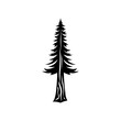 Natural silhouette of a redwood tree. template tree isolated
