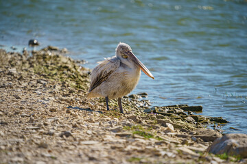 Wall Mural - Dalmatian Pelican (Pelecanus crispus) perched on soil