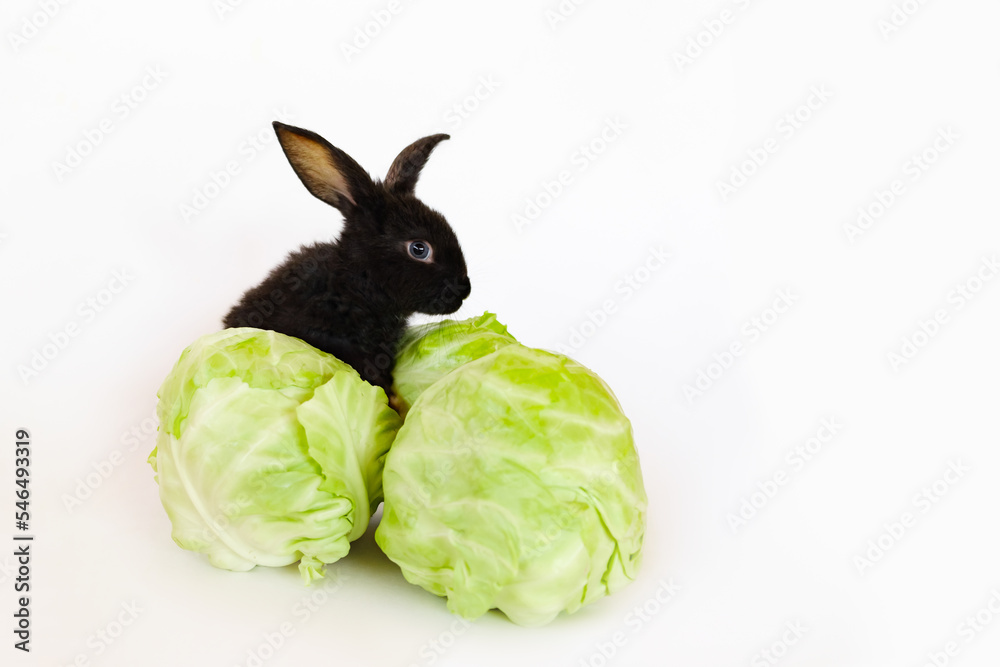 Cabbage Rabbit Hare Foto de Stock Little black rabbit sits on the cabbage head isolated on ...