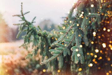 Wall Mural - outdoor christmas tree background with glittering lights from garlands.