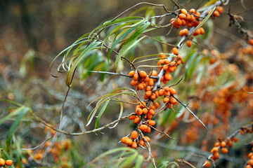 Poster - Sea buckthorn berries. Hippophae, fresh ripe orange berries with leaves. Autumn berries of sea buckthorn on shrub