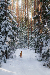 Wall Mural - Nova scotia duck tolling retriever in a snowy forest. Dog outdoors in nature