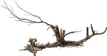 Isolated PNG Cutout Of A Dead Tree On A Transparent Background