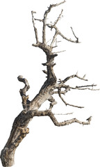 Aufkleber - Isolated PNG cutout of a dead tree on a transparent background