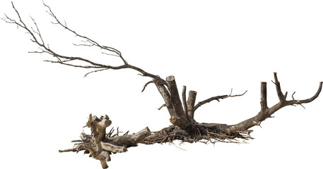Aufkleber - Isolated PNG cutout of a dead tree on a transparent background