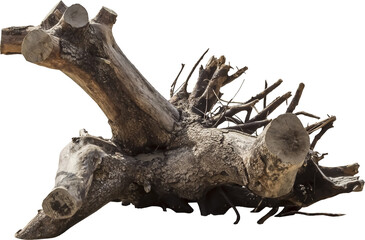 Aufkleber - Isolated PNG cutout of a dead tree on a transparent background