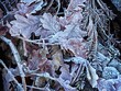 Leinwandbild Motiv Frosty Morning Fallen Tree Leaves