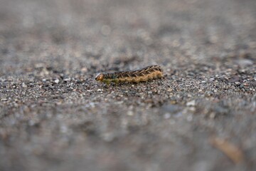 macro shot of a tiny tree caterpillar crawling on the ground on an isolated background