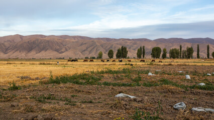 Poster - Horses and cows in a pasture against the backdrop of mountains, morning in the steppe of Kyrgyzstan