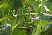 Green Bananas In The Backyard Of Thailand A Summer Plant
