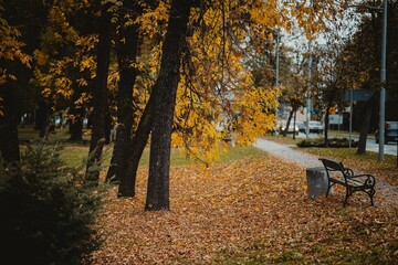 Canvas Print - Scenic view of a park with a bench in autumn surrounded by colorful dried leaves