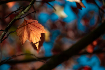 Wall Mural - autumn landscape. yellow autumn leaves and black trunks against a blue sky.