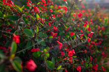 Red Flower Background Of Crown Of Thorns Or Christ Plant In Light Of Golden Hour