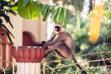 Sticker - Shallow focus shot of a monkey