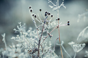 Wall Mural - Frost on the plants