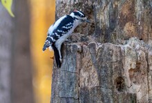 Closeup Shot Of A Downy Woodpecker Checking The Tree To Make Nest