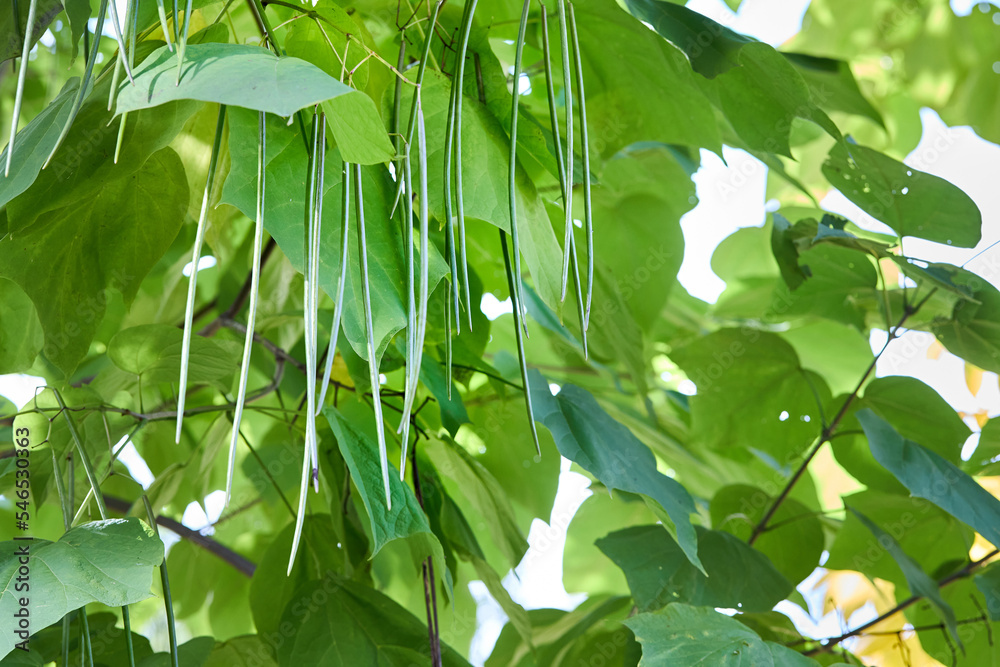 Catalpa bignonioides or southern catalpa, cigar tree, and Indian-bean-tree commonly used as garden and street tree. Branches with foliage closeup nature background.