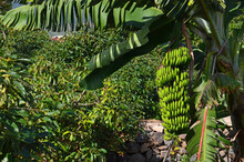 View Of Tropical Garden With Banana Tree In The Foreground In Tenerife,Canary Islands,Spain.Selective Focus.