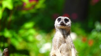 Poster - meerkat stands on its hind legs against a blurred background. Slow motion