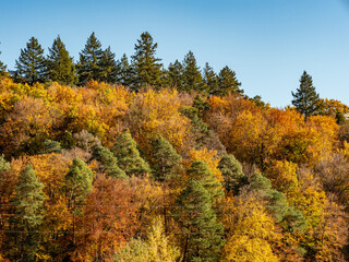 Wall Mural - Herbstwald im November