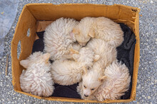 Puppies Hungarian Puli Box
