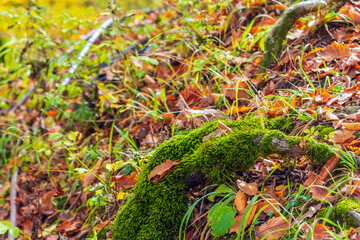 Wall Mural - Fluffy green moss on a branch