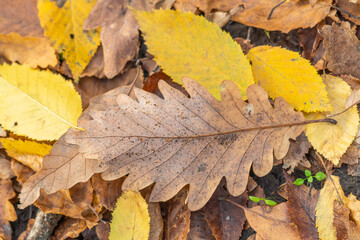 Wall Mural - Oak yellow autumn leaf close-up